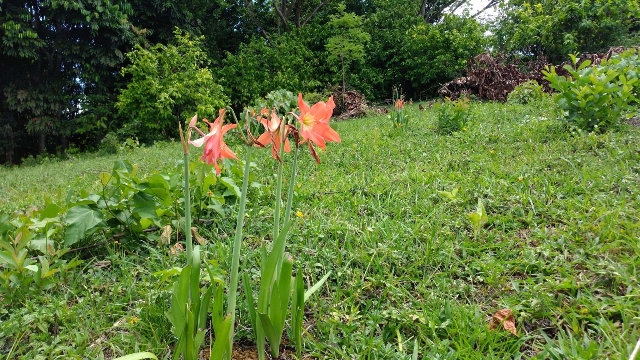 Hippeastrum puniceum
